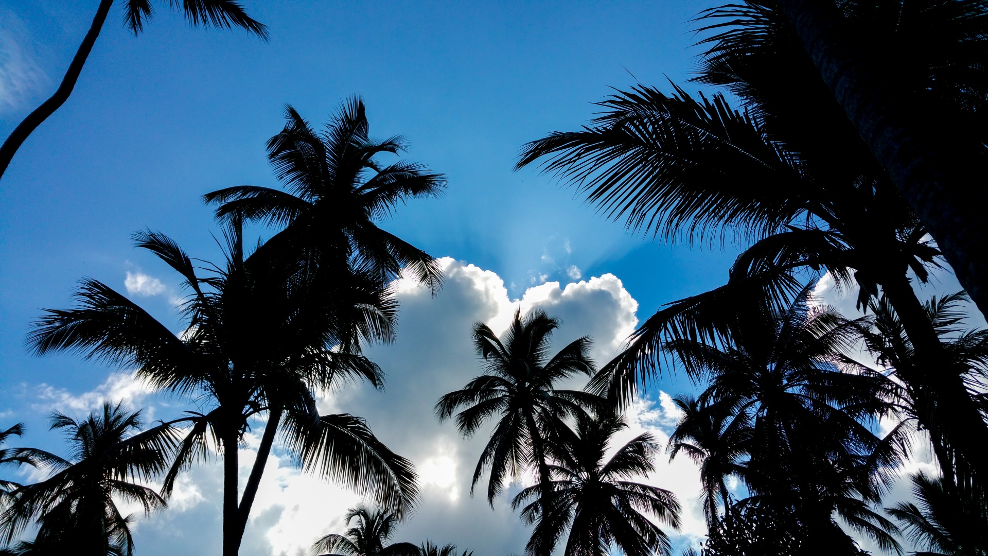 light palm tree paradise free photo