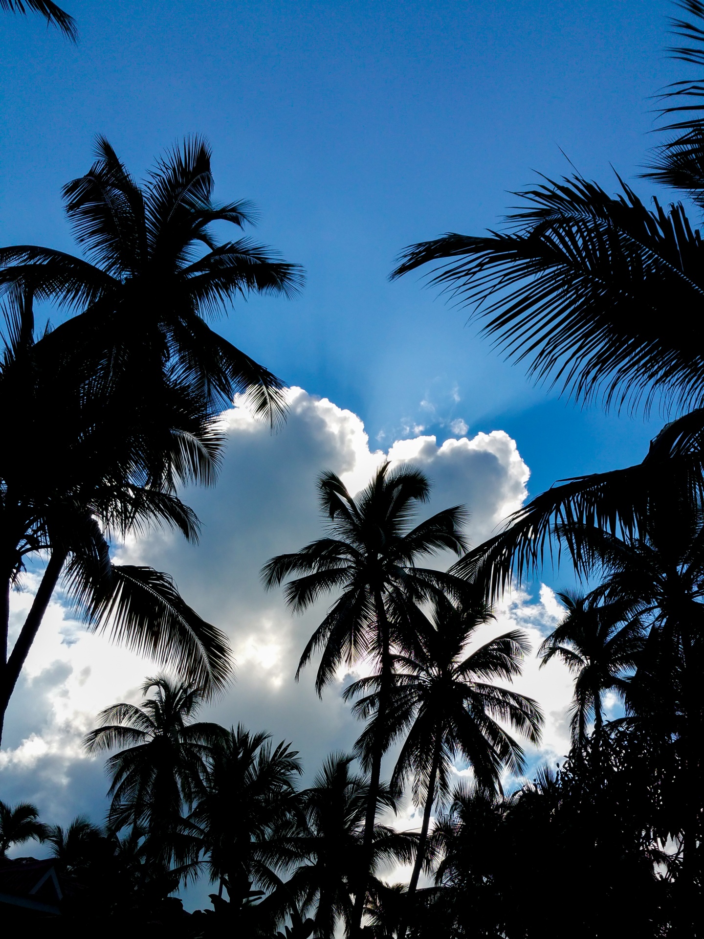 light palm tree paradise free photo