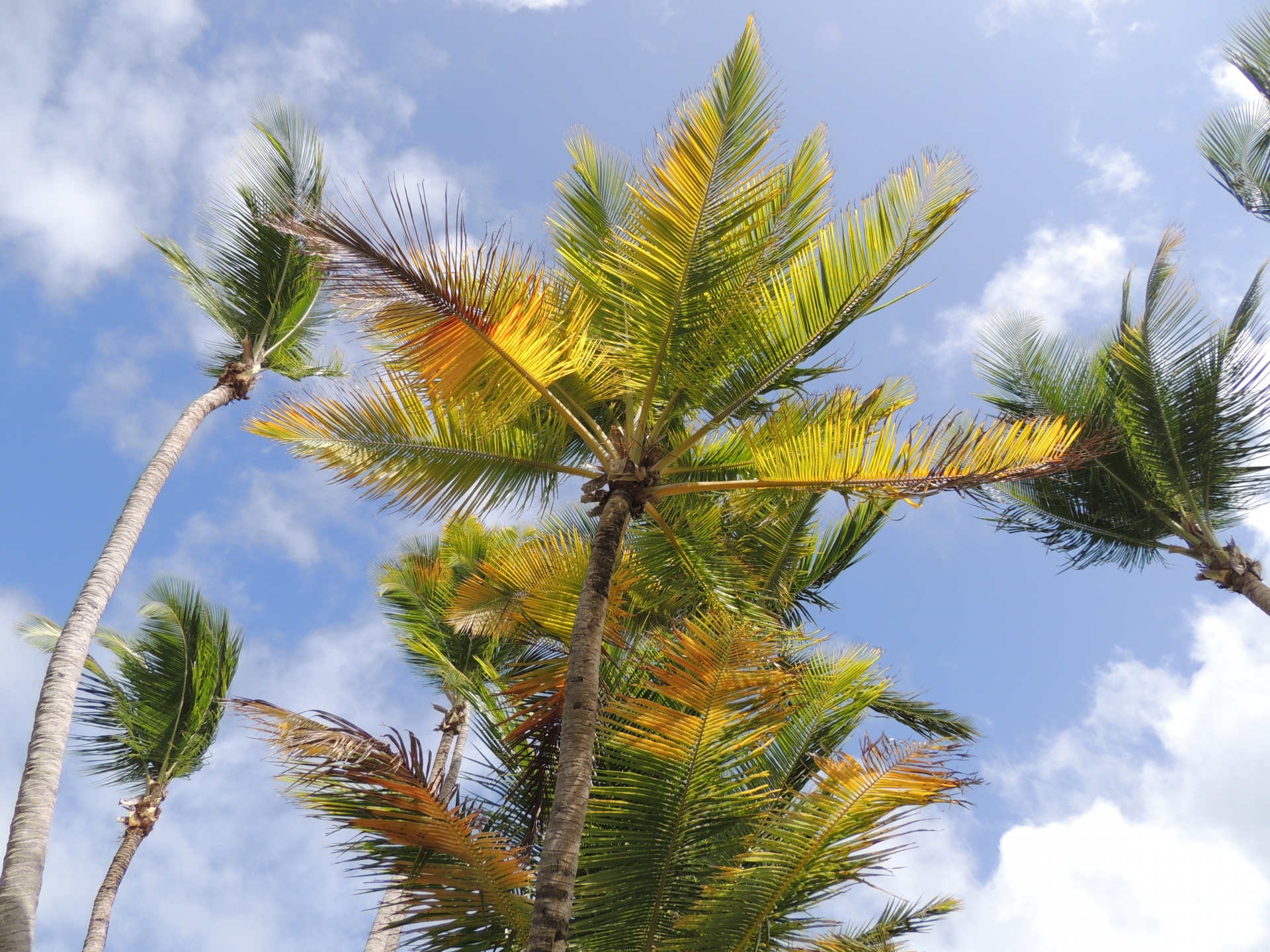 palm tree sky free photo