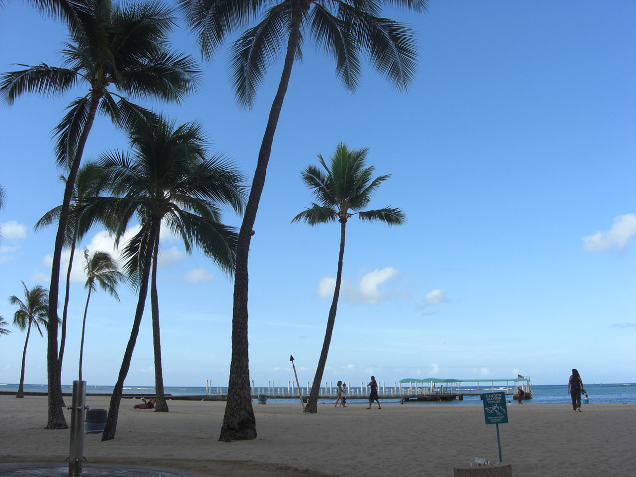 palm tree beach free photo