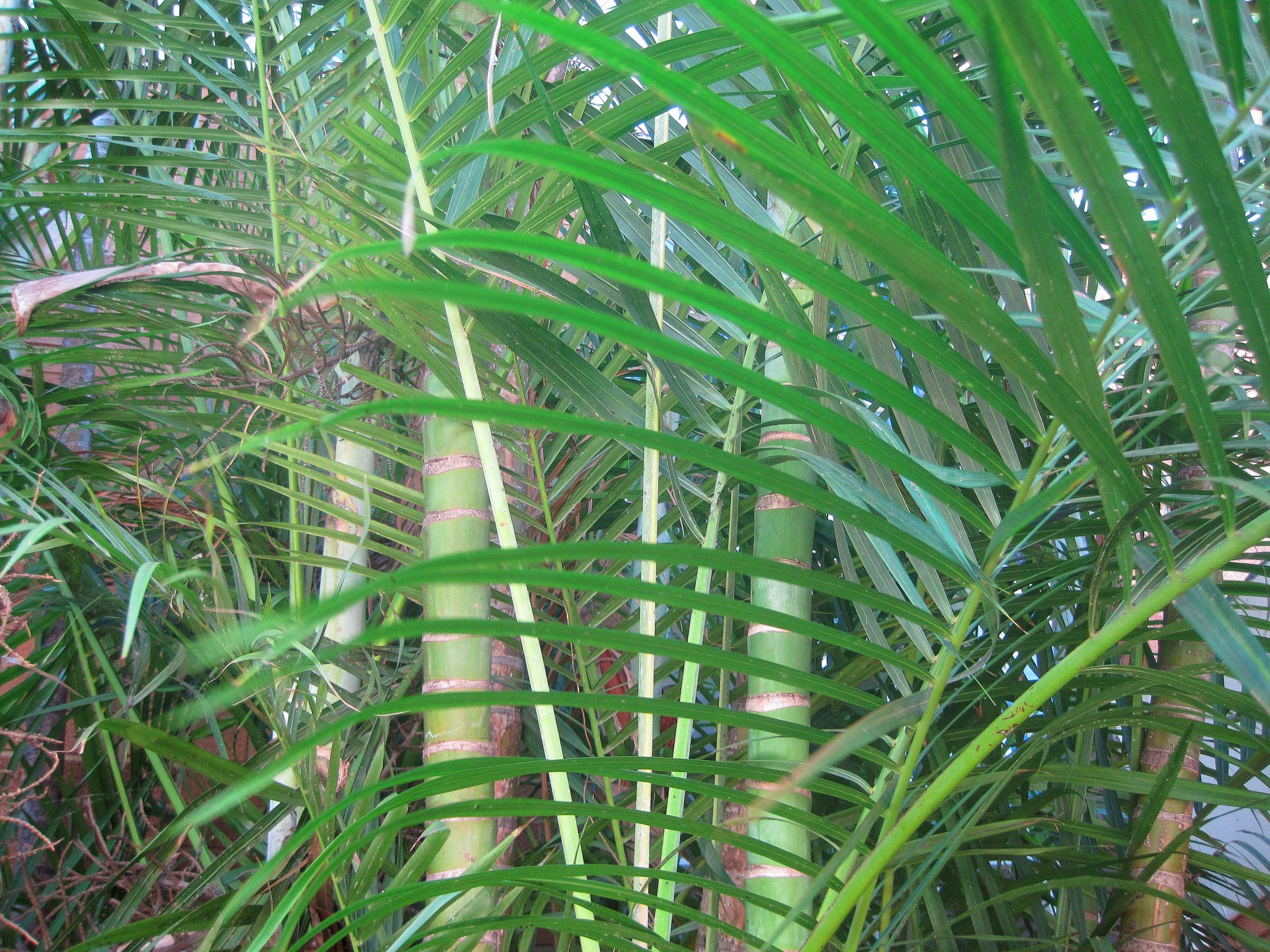 bamboo stems reeds free photo