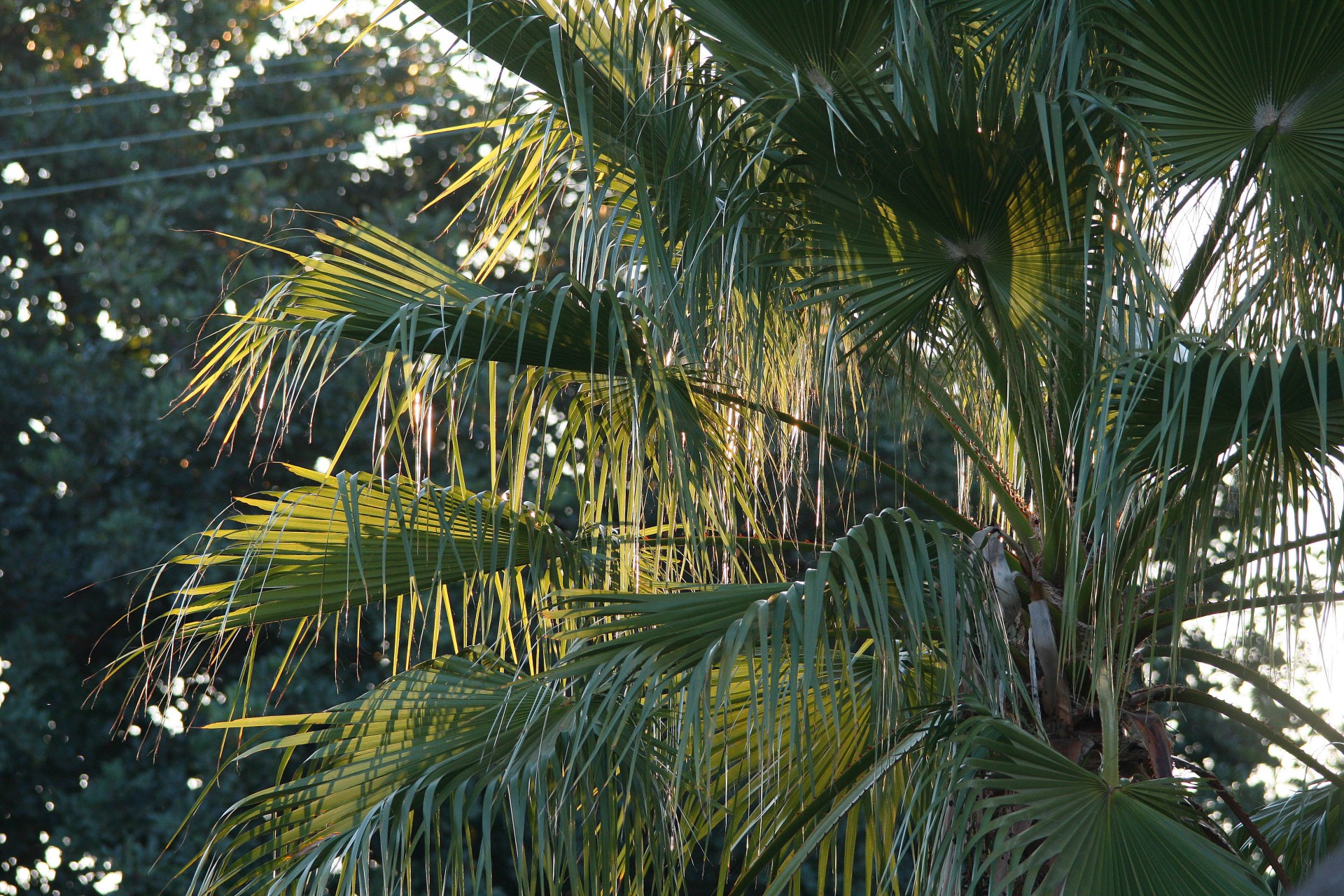 tree palm fronds free photo
