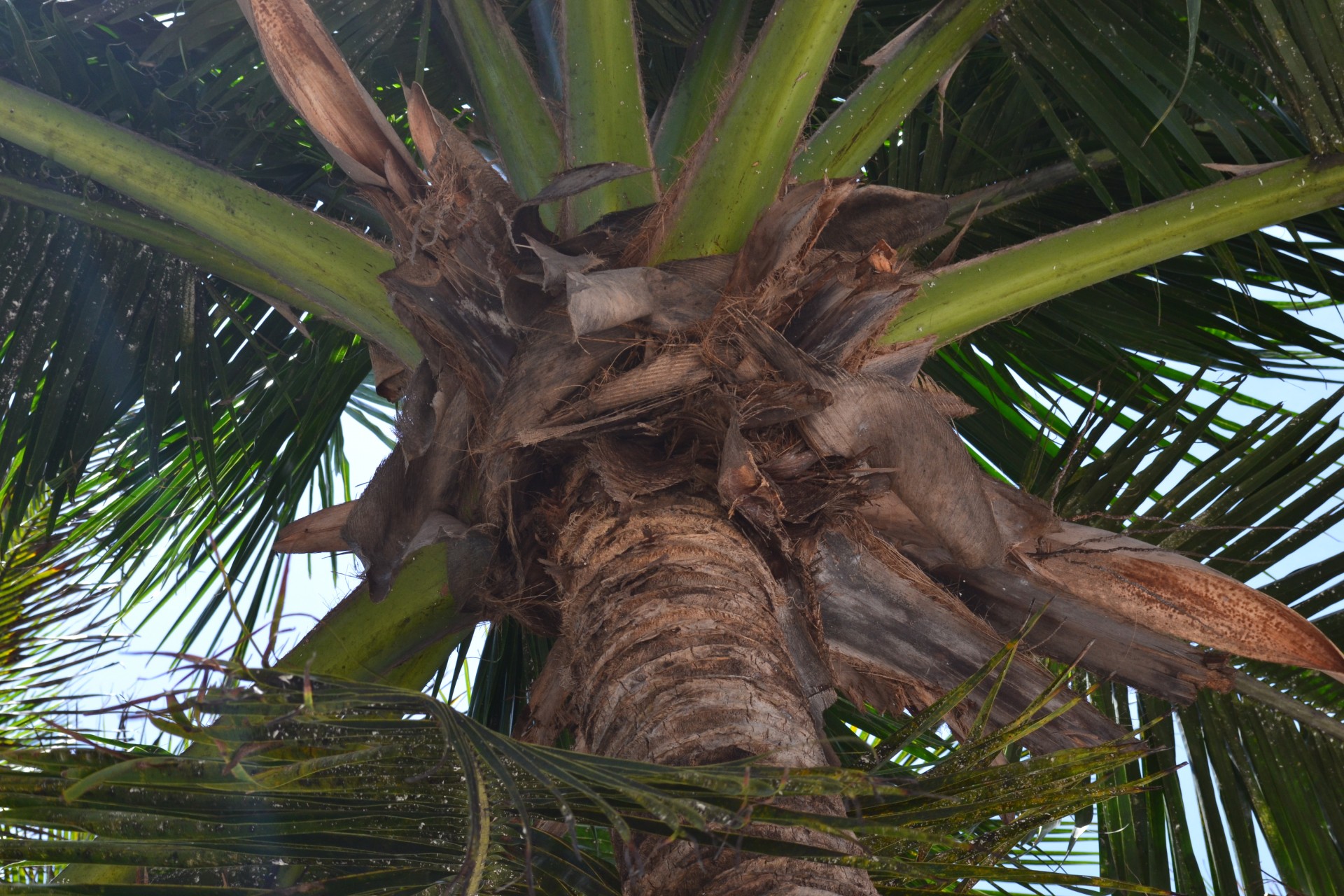 palm tree coconut palm free photo