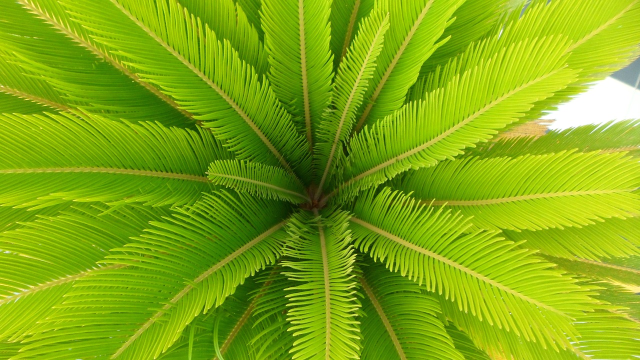 palma leaf green free photo