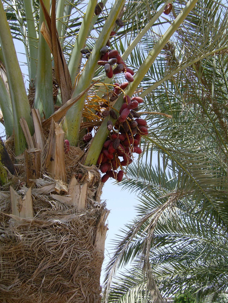 palma dates plant free photo