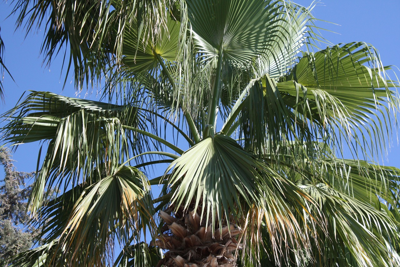 palma foliage tropical free photo