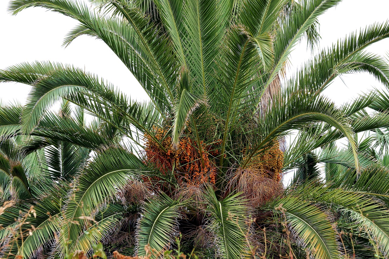 palma dates date palm free photo