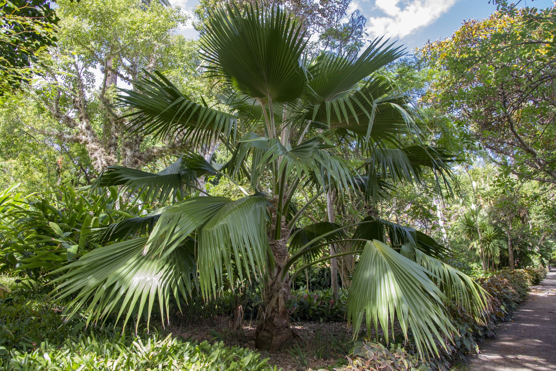 palm tree flower free photo