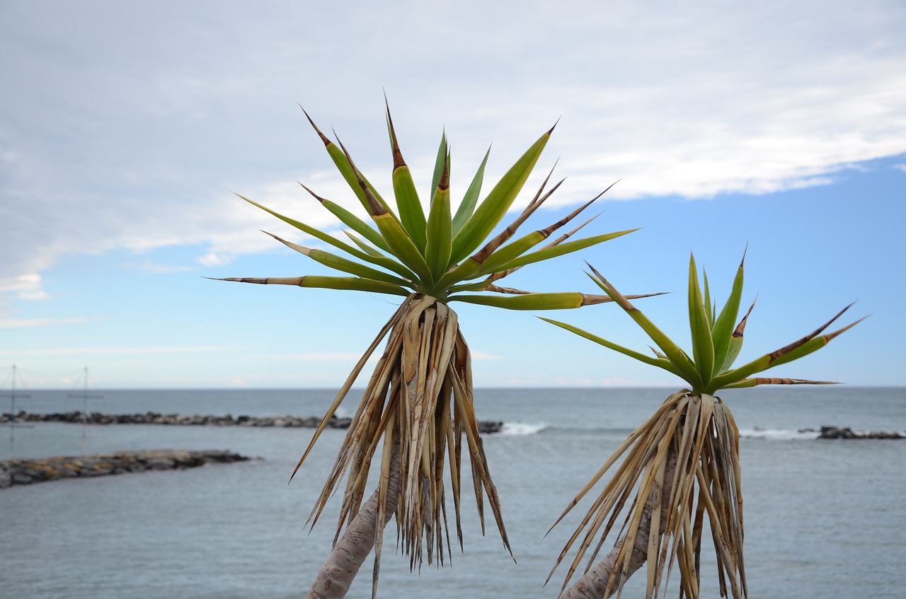 palma agave sea free photo