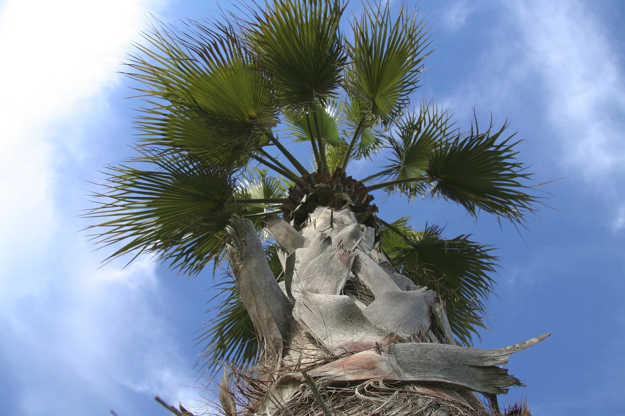 palma tree leaves free photo