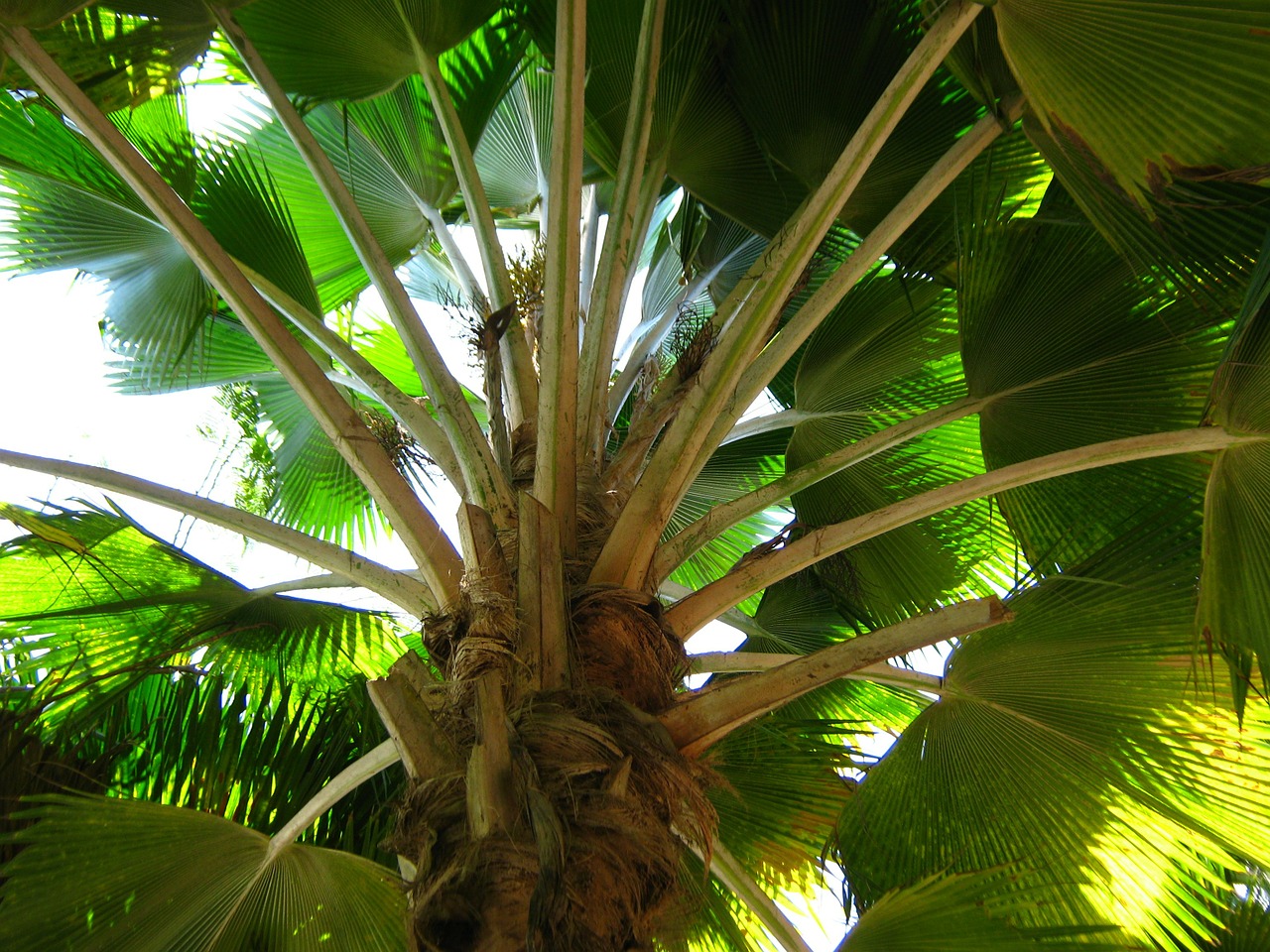 palma shadows lights free photo