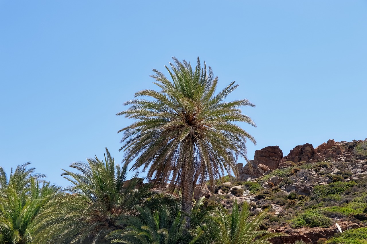 palma greece tropical free photo