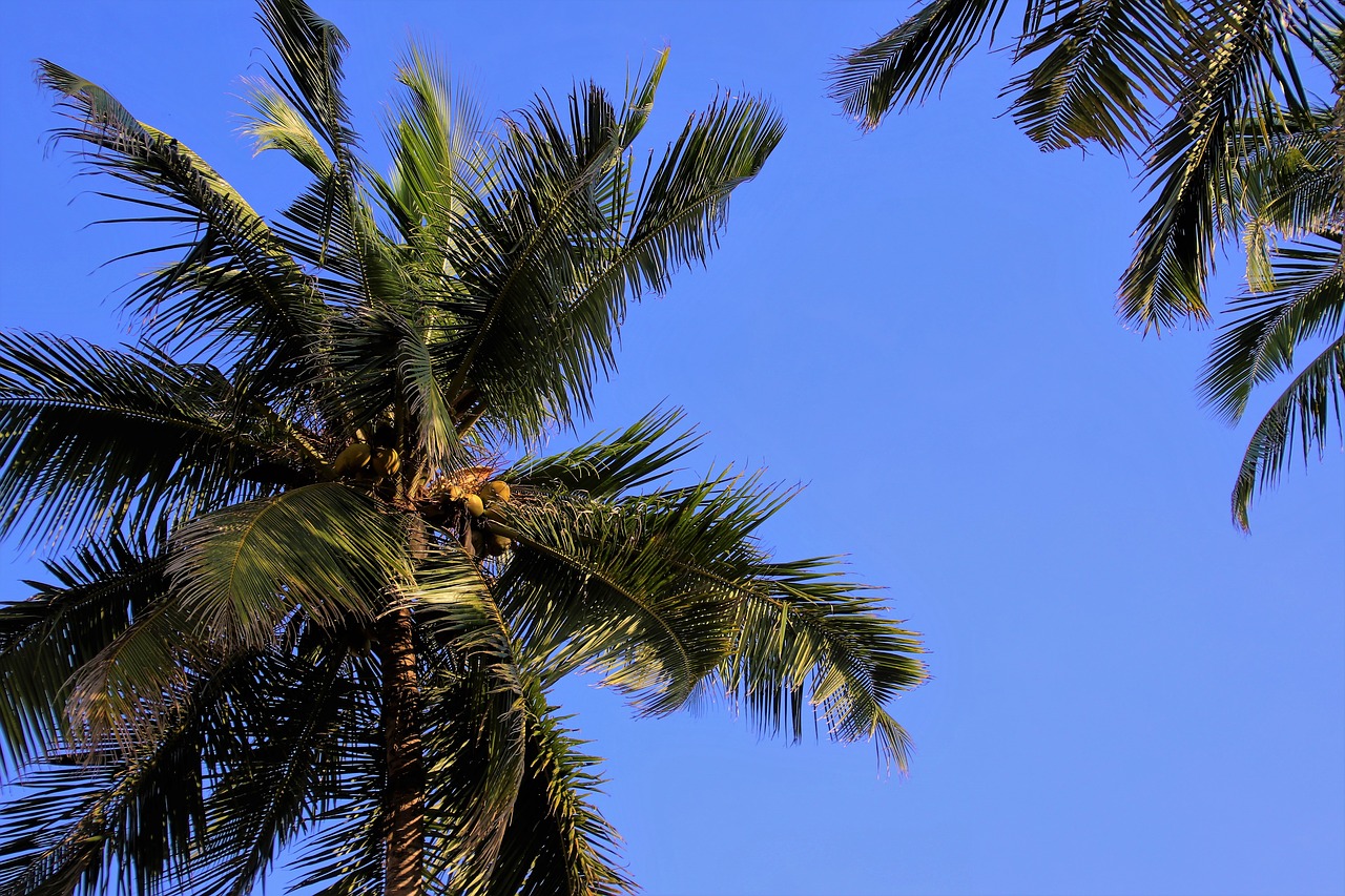 palma sky tree free photo