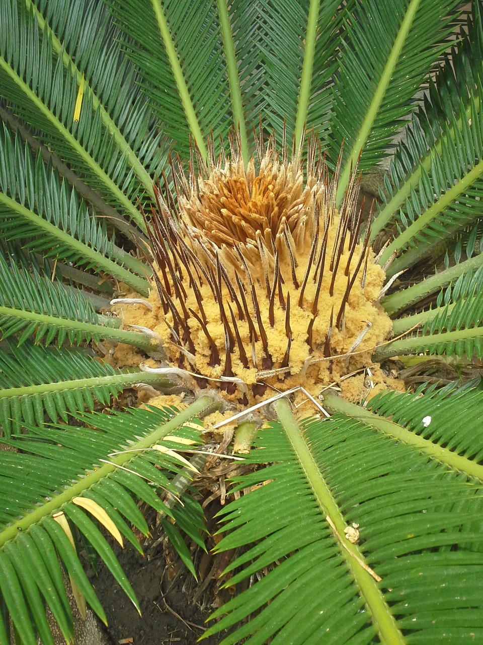 palma plant leaves free photo