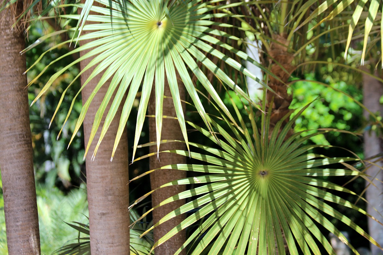 Пальмы пириуао