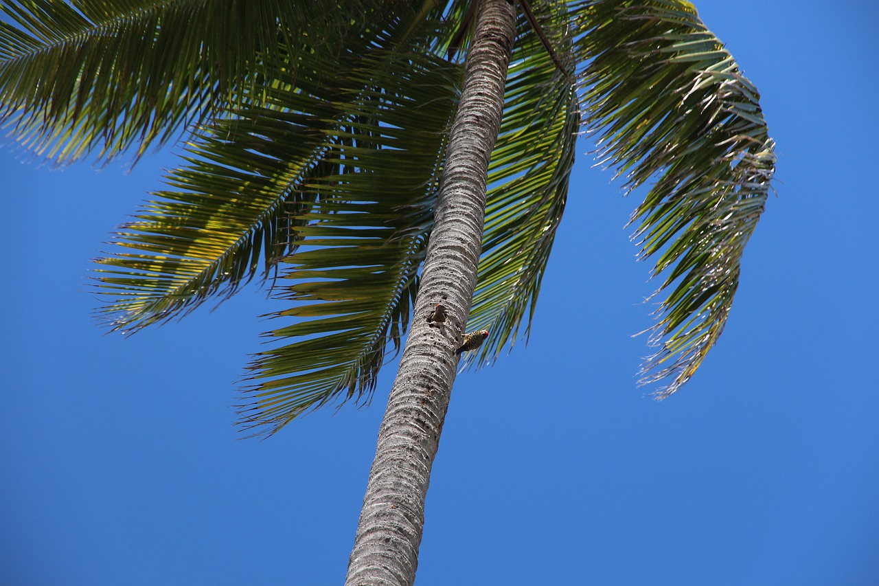 palma  tree  tropical free photo