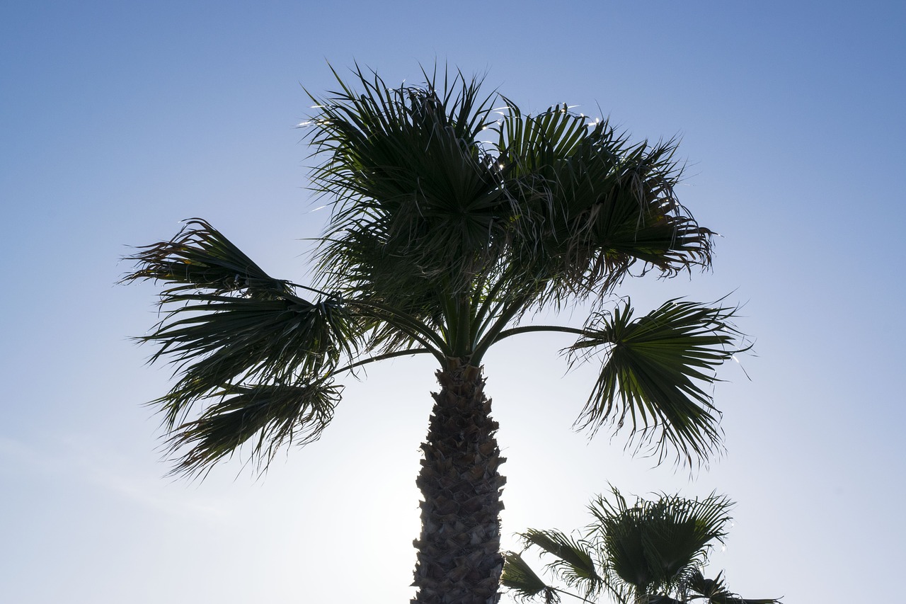 palma  sun  palms free photo