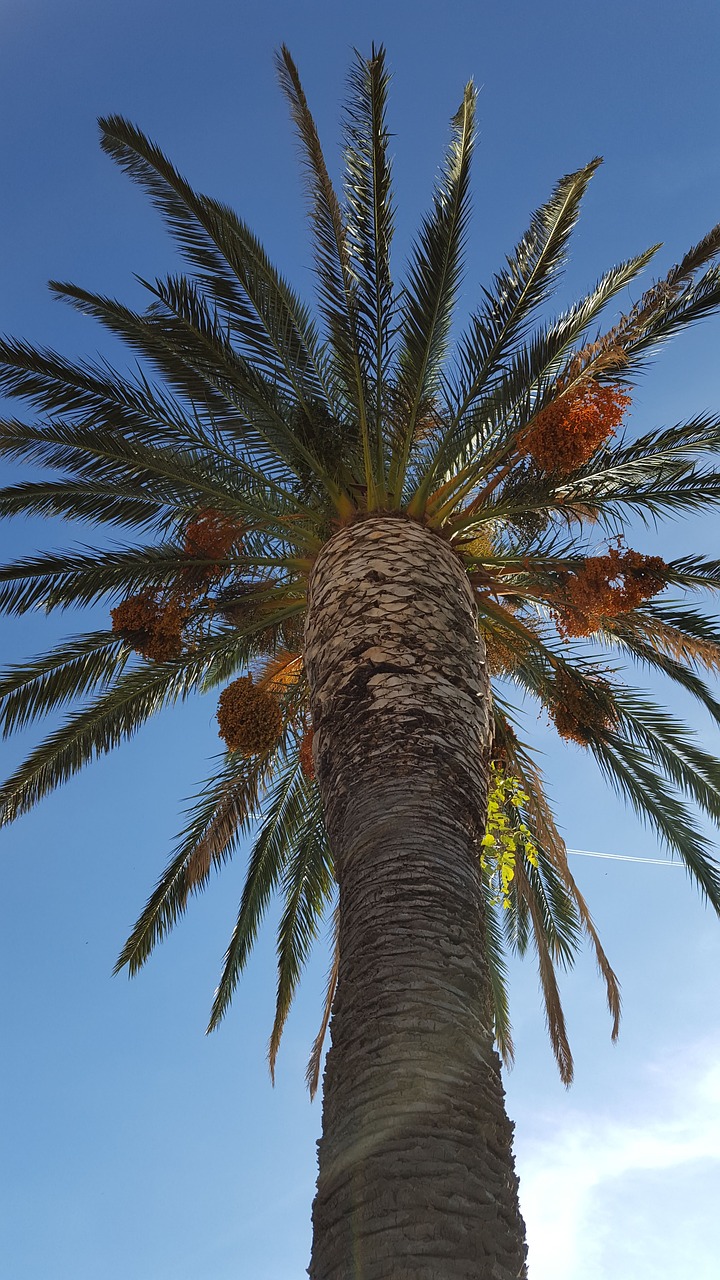 palma  the sky  blue sky free photo