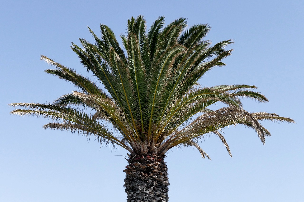 palma  coconut  tree free photo