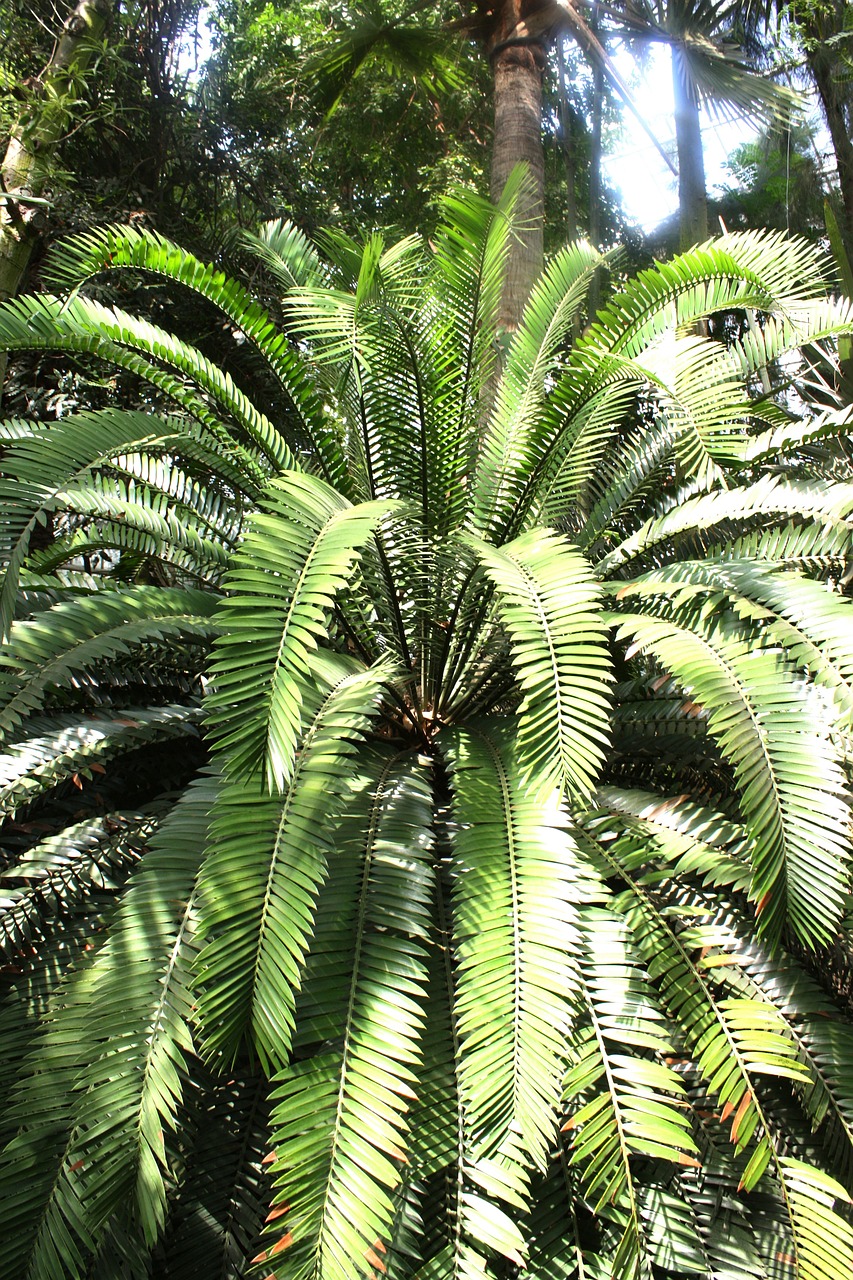 palma plant foliage free photo