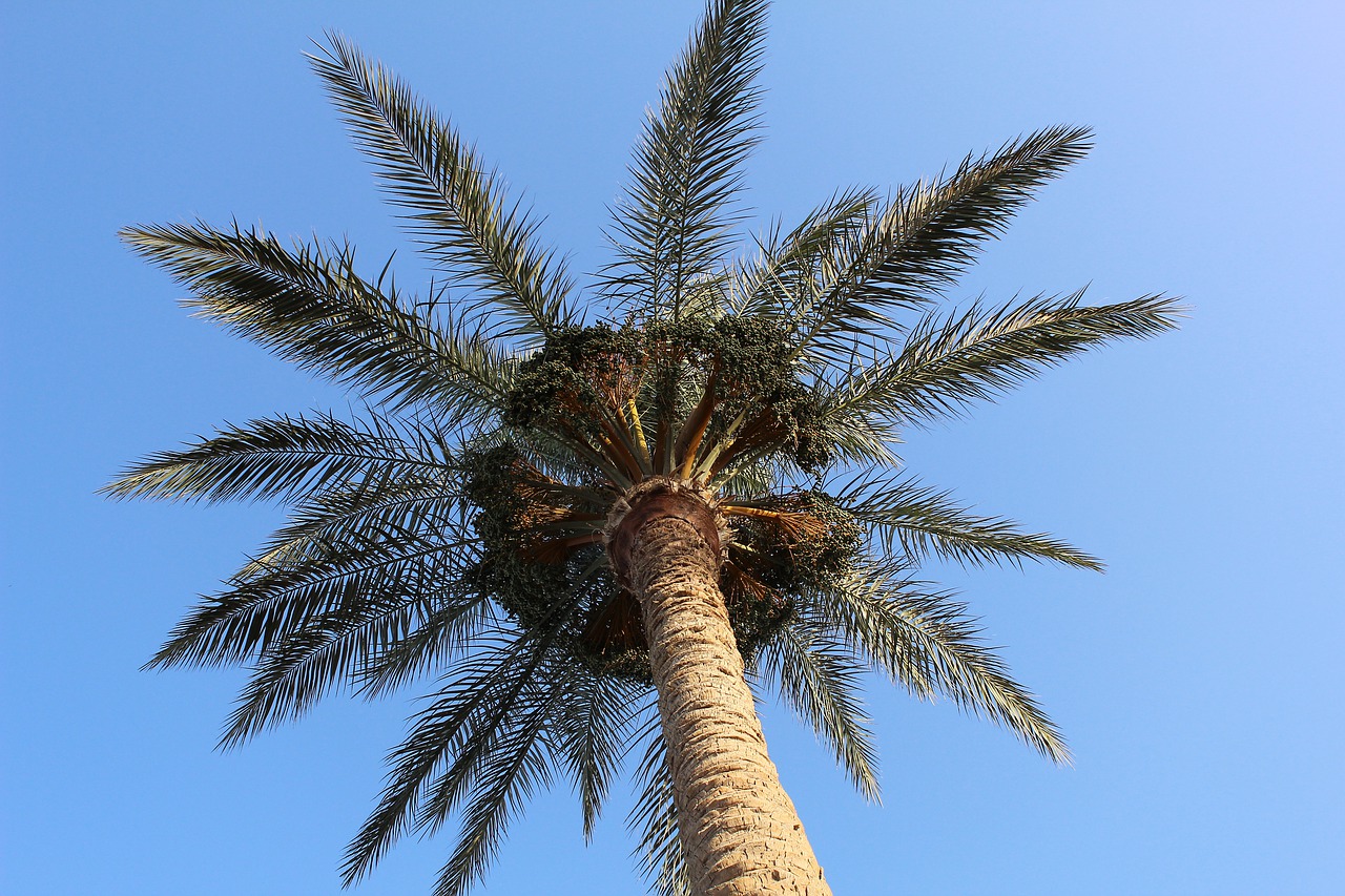 palma  sea  sky free photo