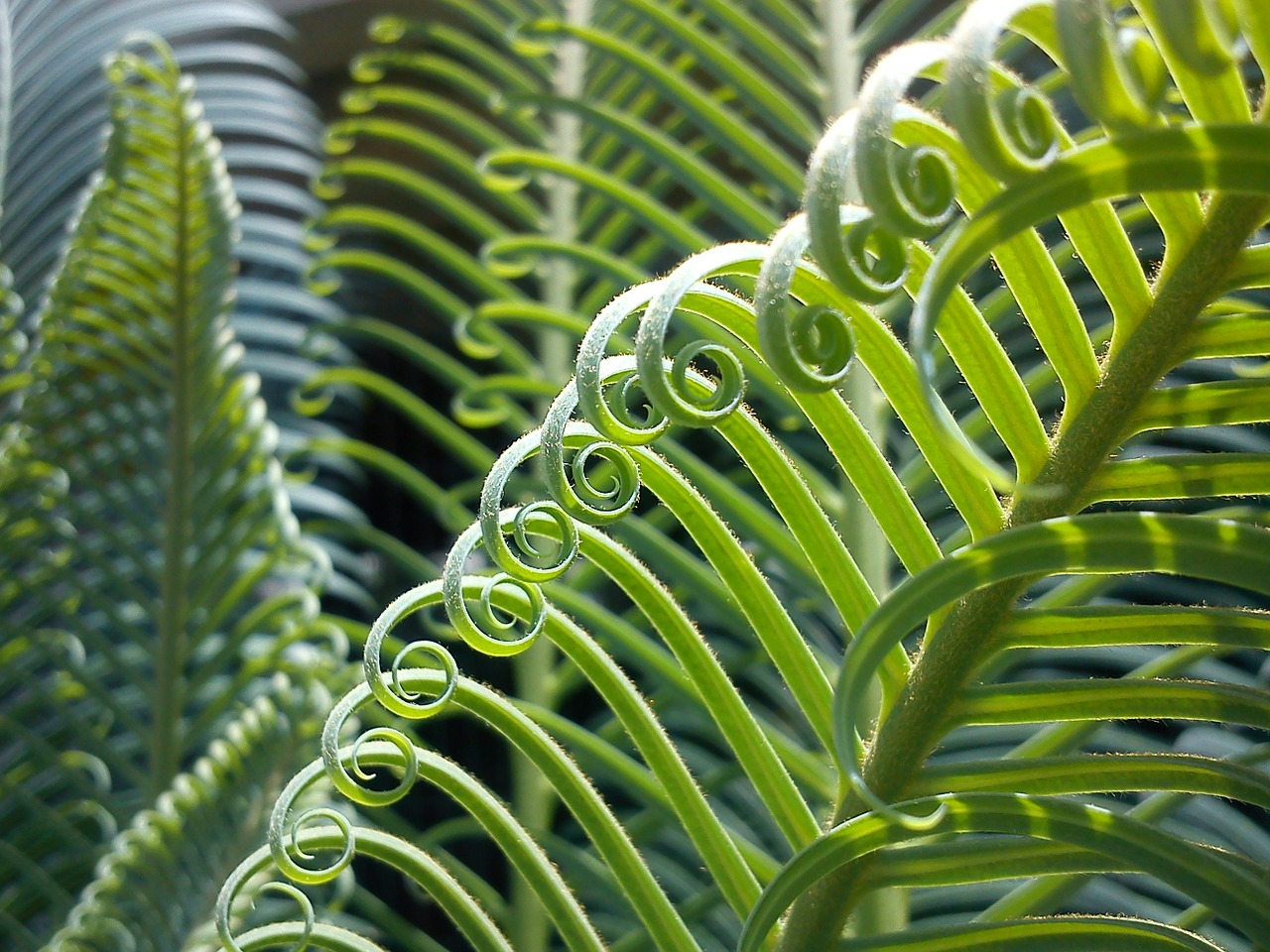 palma plant leaves free photo