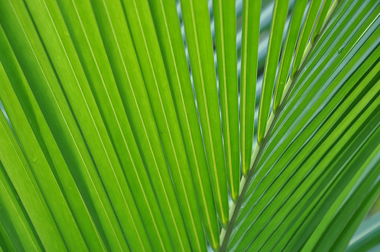 palma leaf green free photo