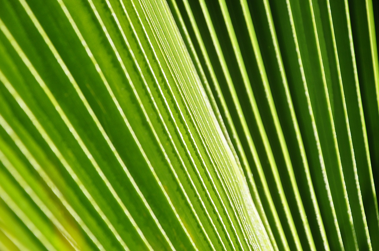 palma leaf plant free photo