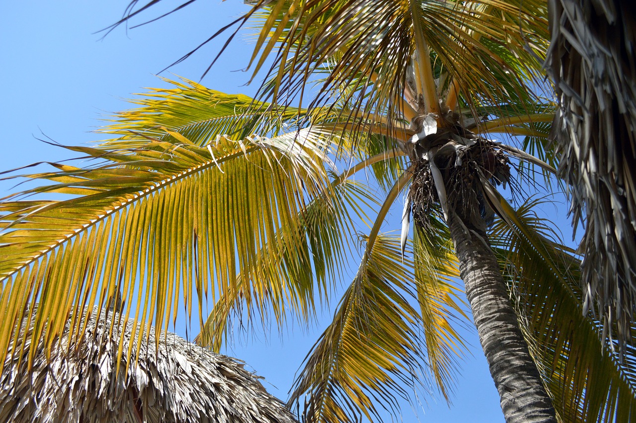 palma sky palms free photo