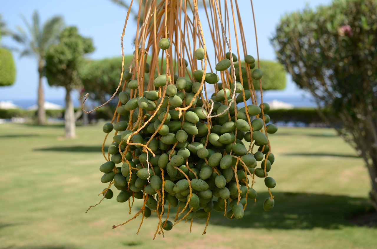 palma green garden free photo