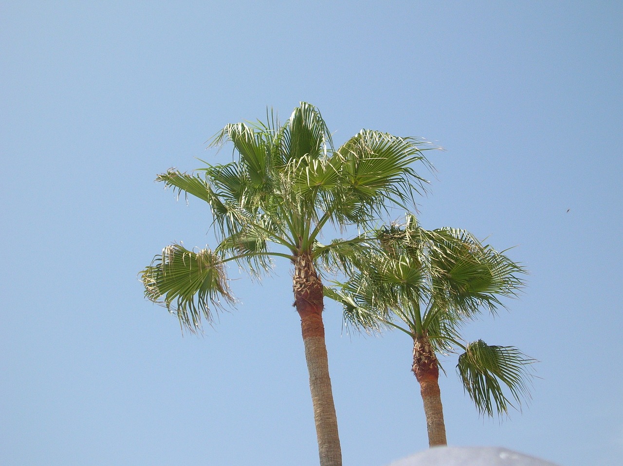 palma palm trees palm free photo