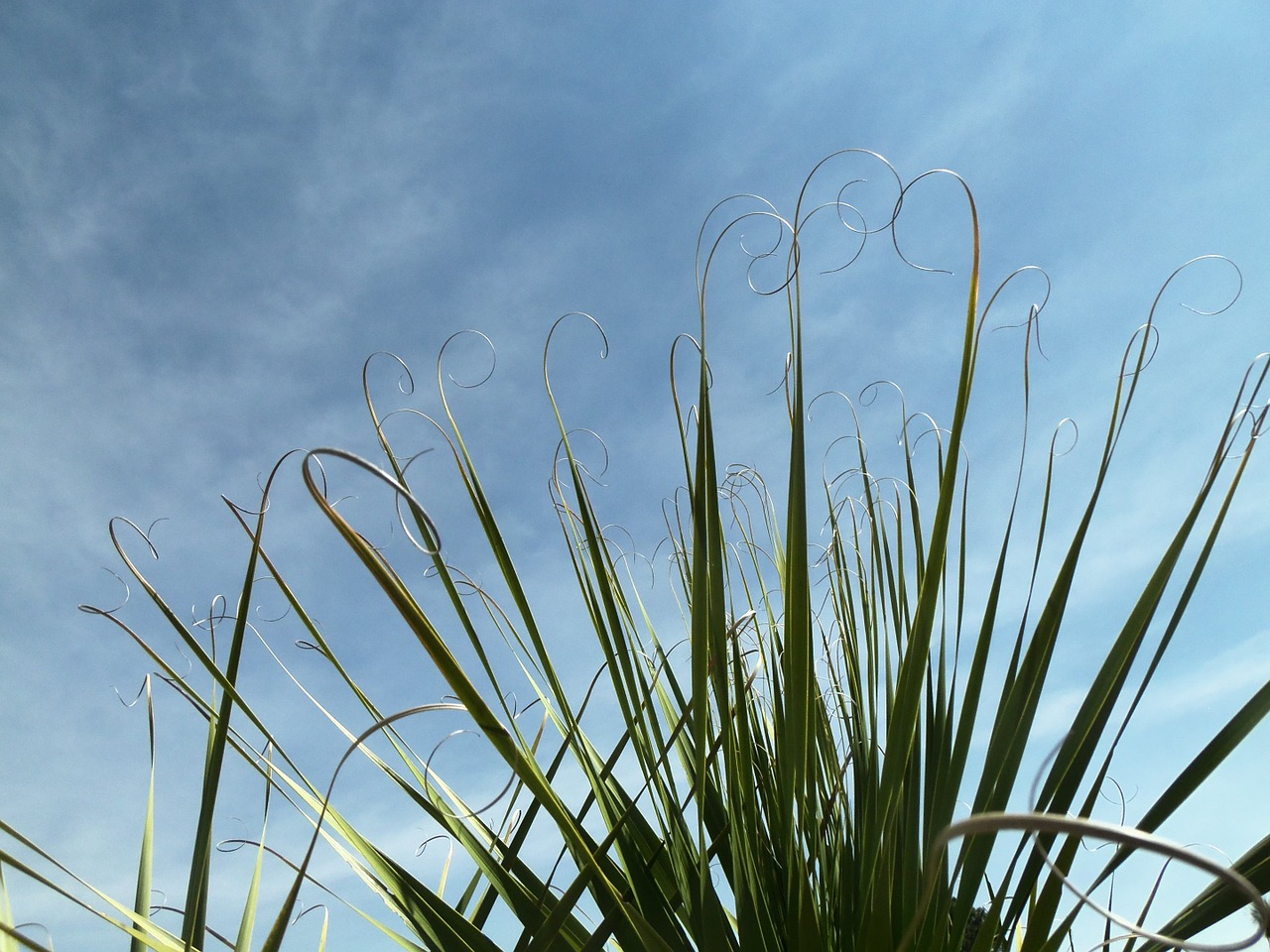 palma sky palms free photo