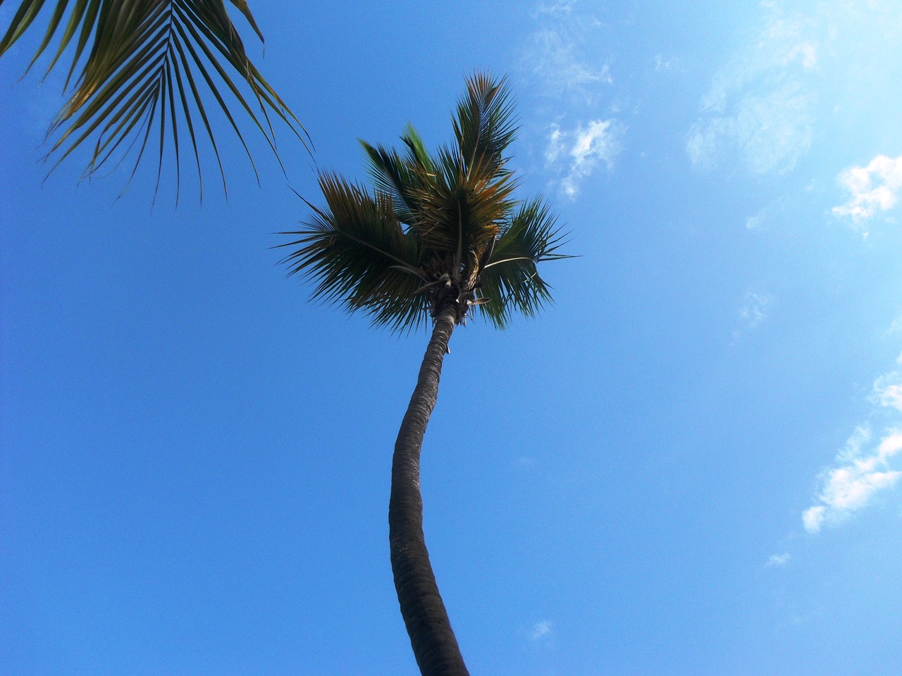 palma caribbean tropics free photo