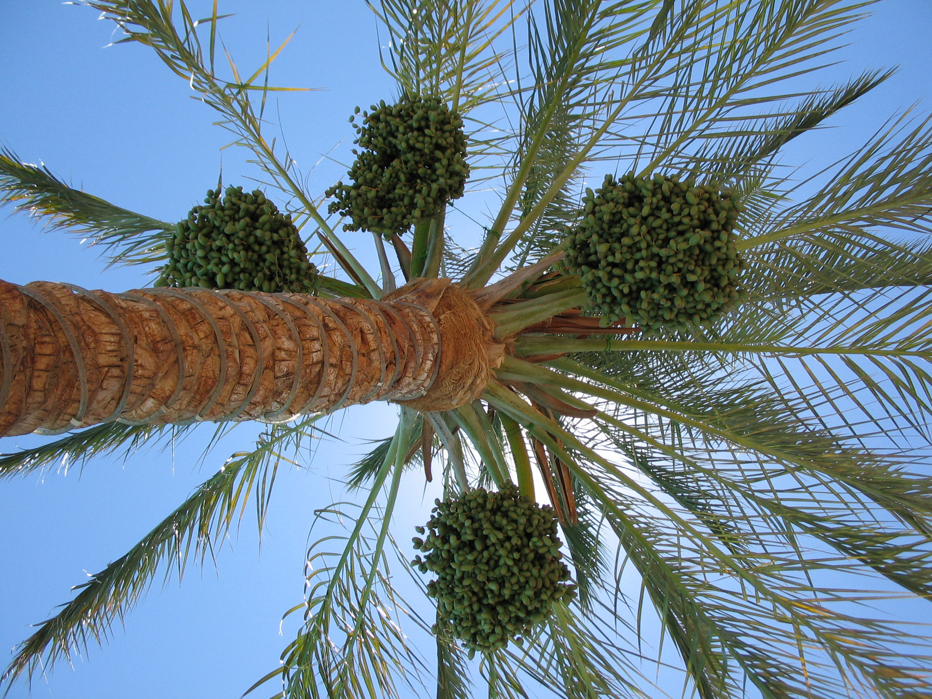 palm tree figs sun free photo