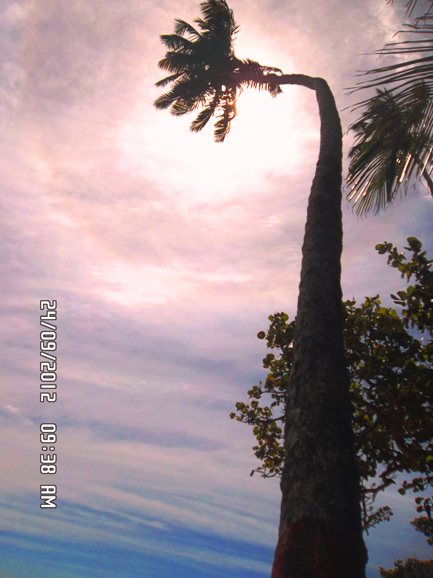 palm sun palm and sun free photo