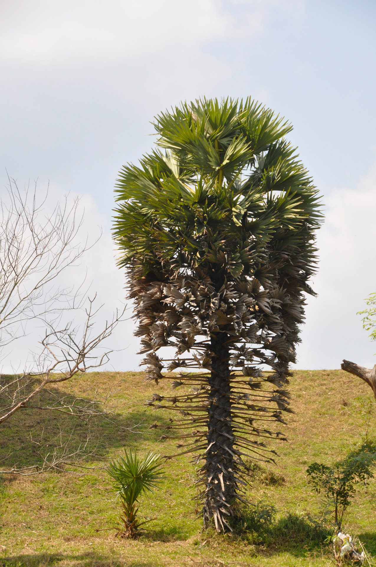 palm tree leaves free photo