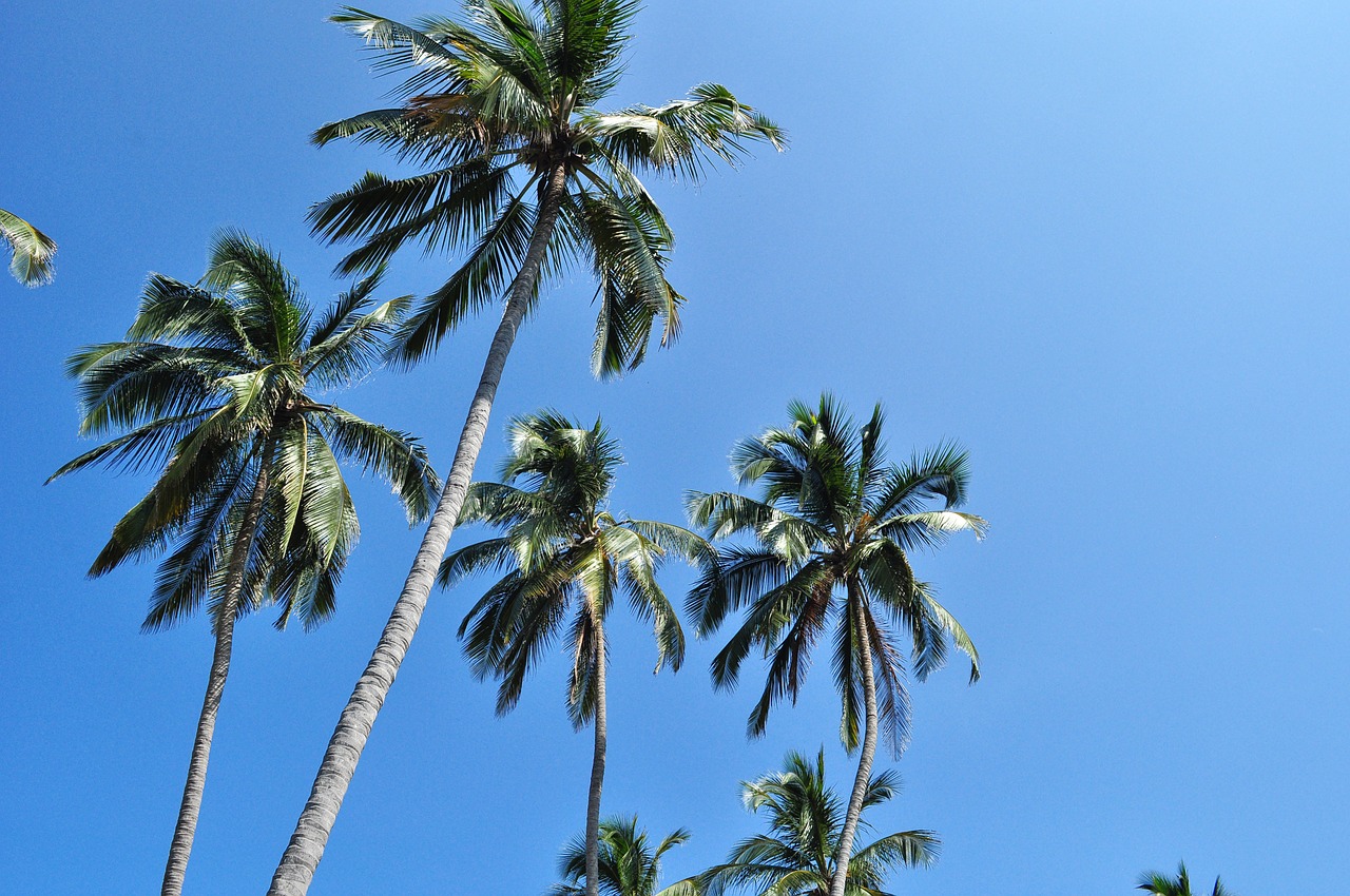 palmas environment beach free photo