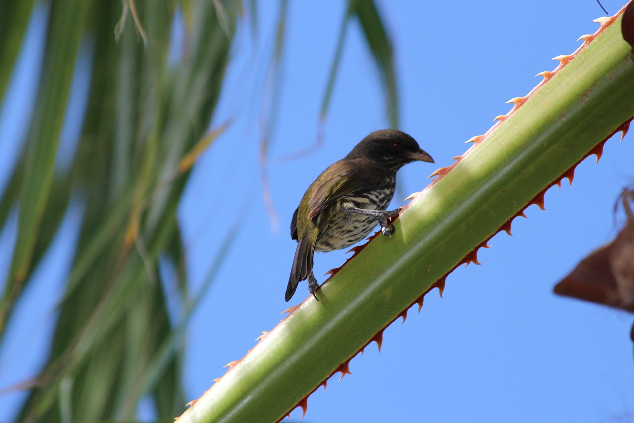 palmchat dulus dominicus bird free photo