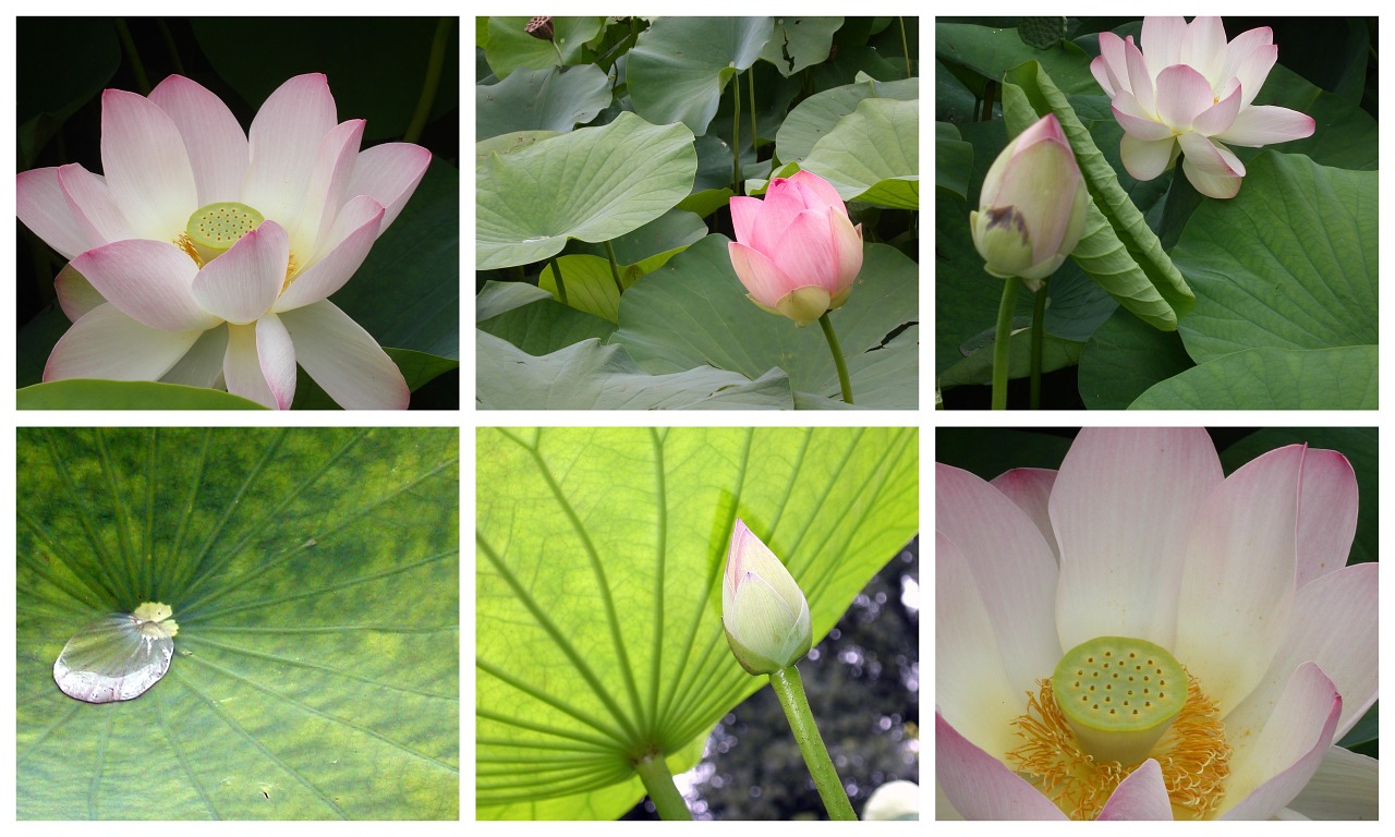 palmengarten frankfurt lotus flowers free photo