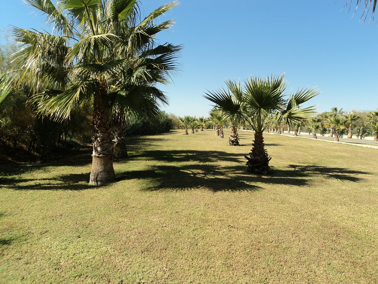 palmenhein palm trees turkey free photo