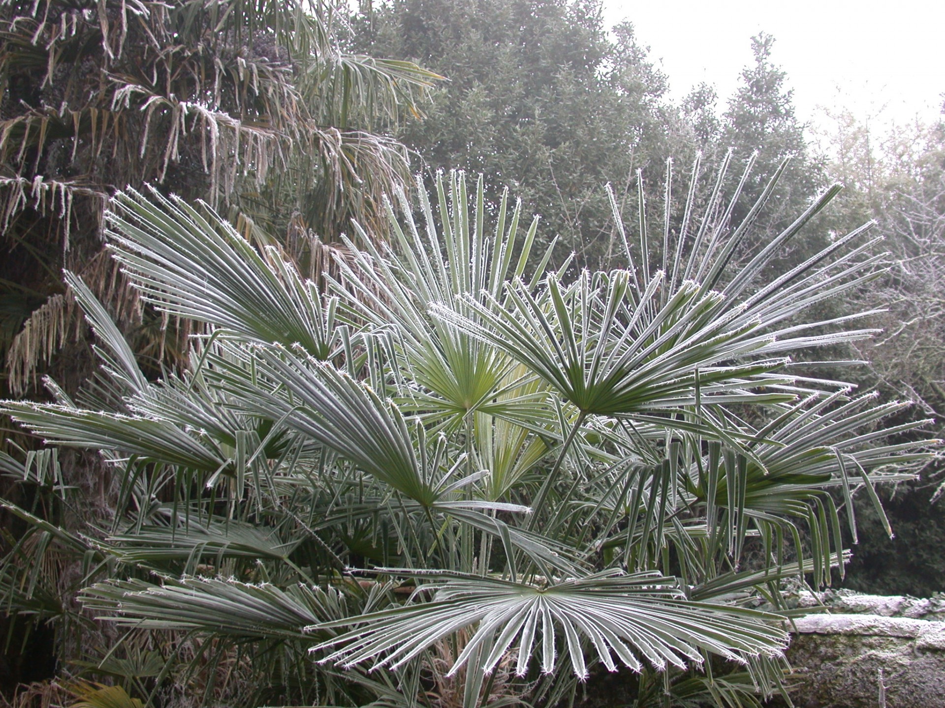 palm frost winter free photo