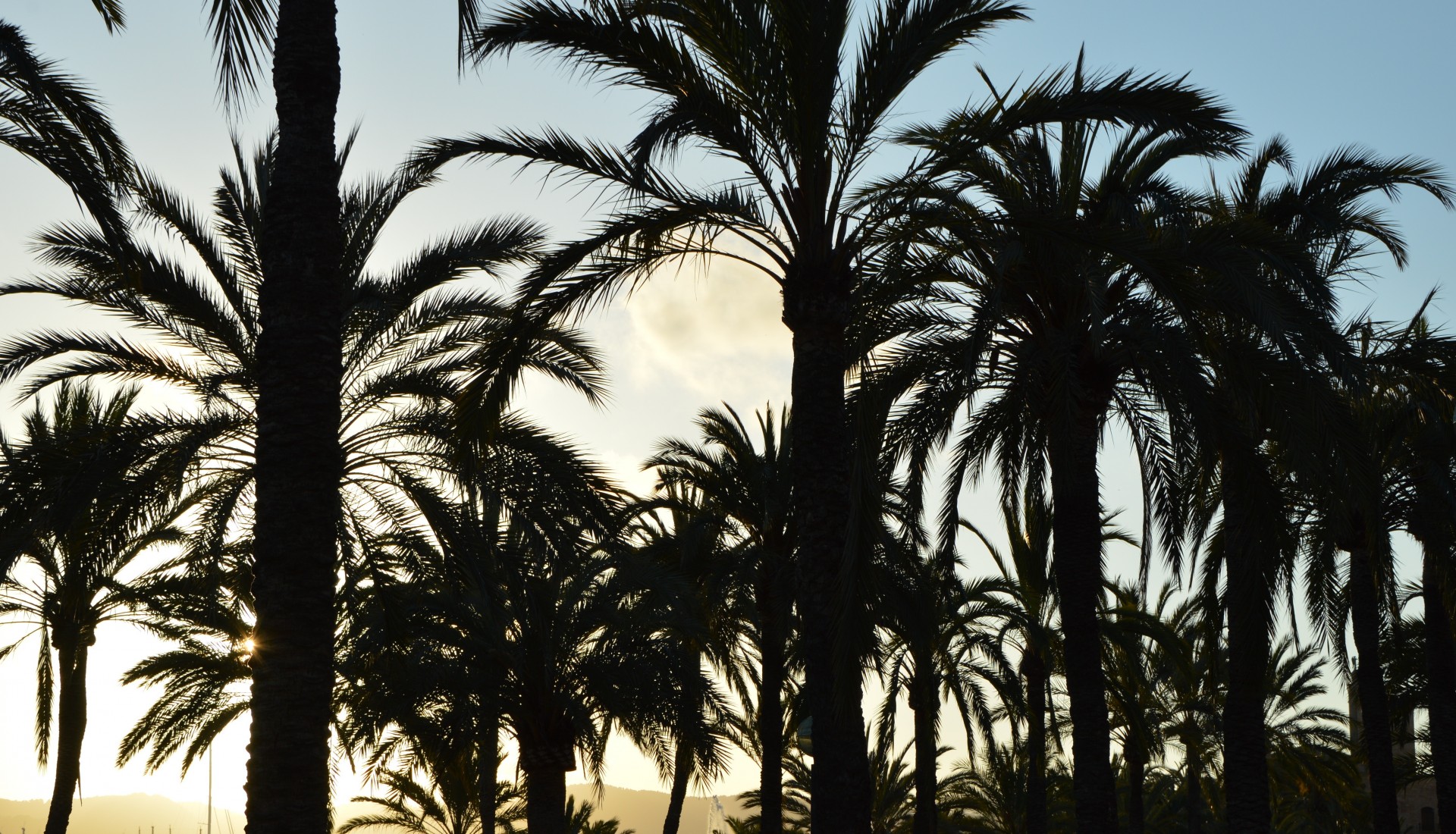 palm trees shadow night free photo