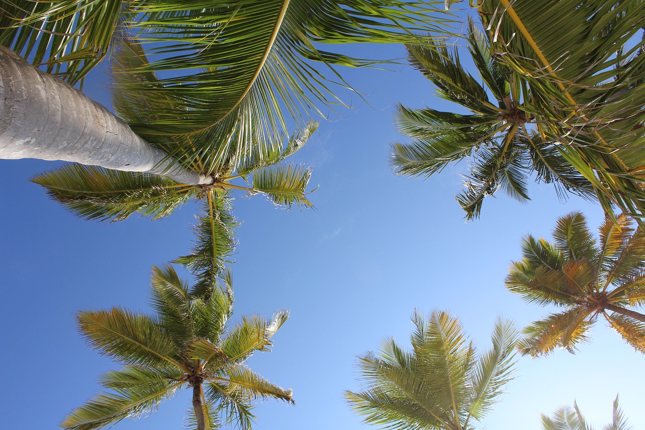 palms punta cana tropical free photo
