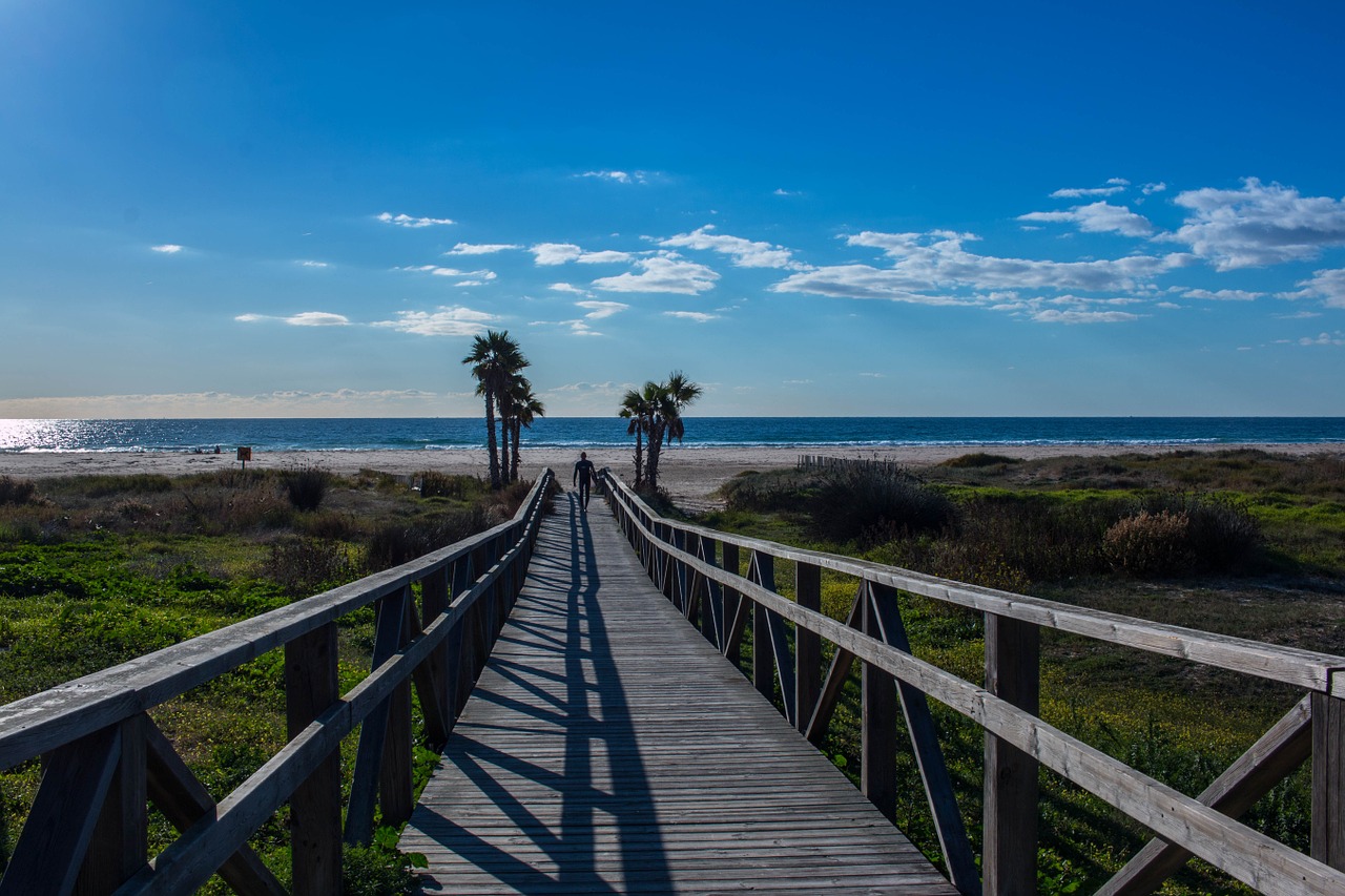 palms sea sun free photo