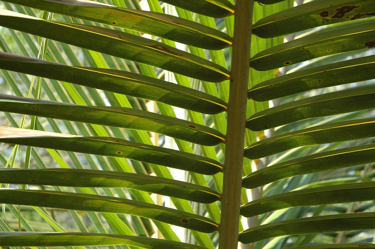palms fronds coconut tree free photo