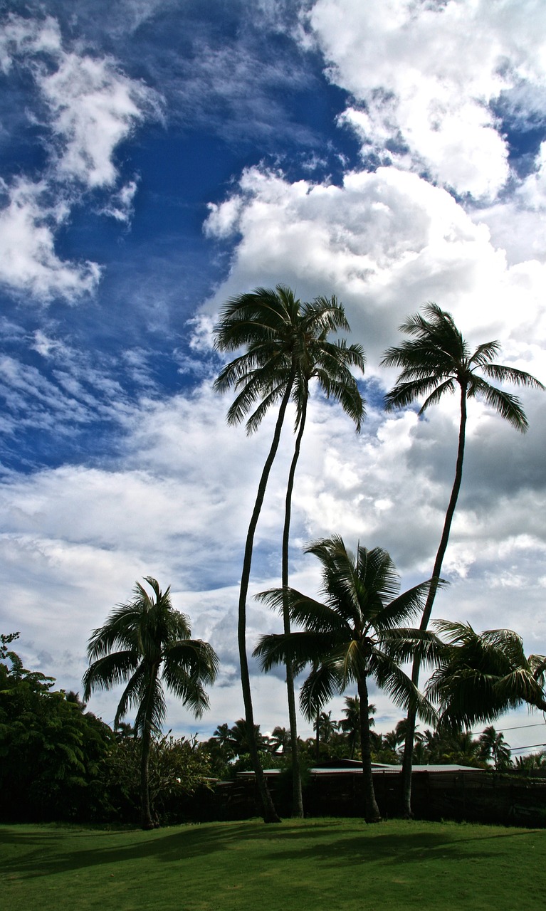 palms hawaii park free photo