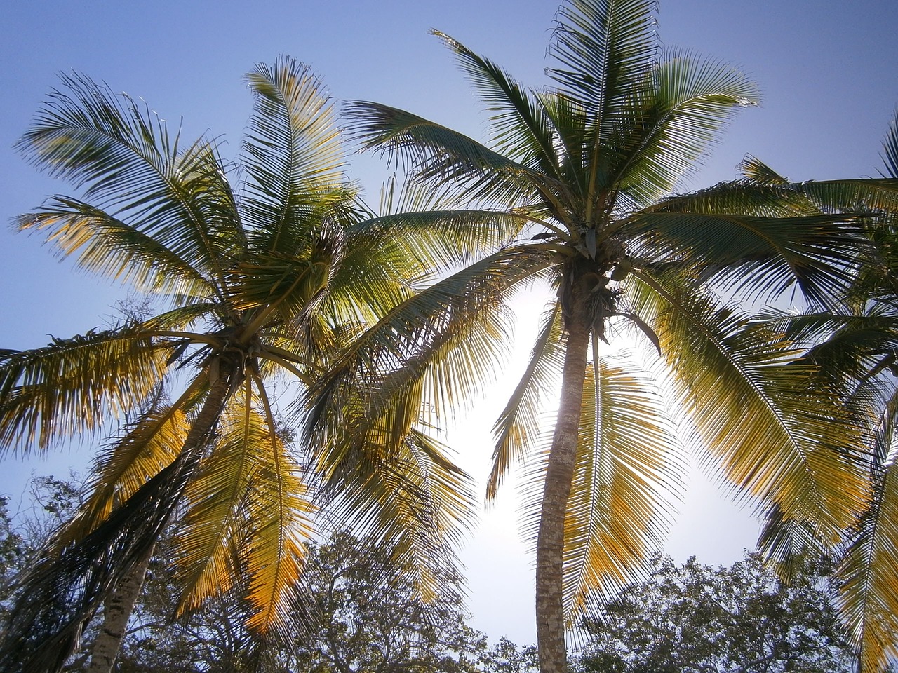 palms beach tropical free photo