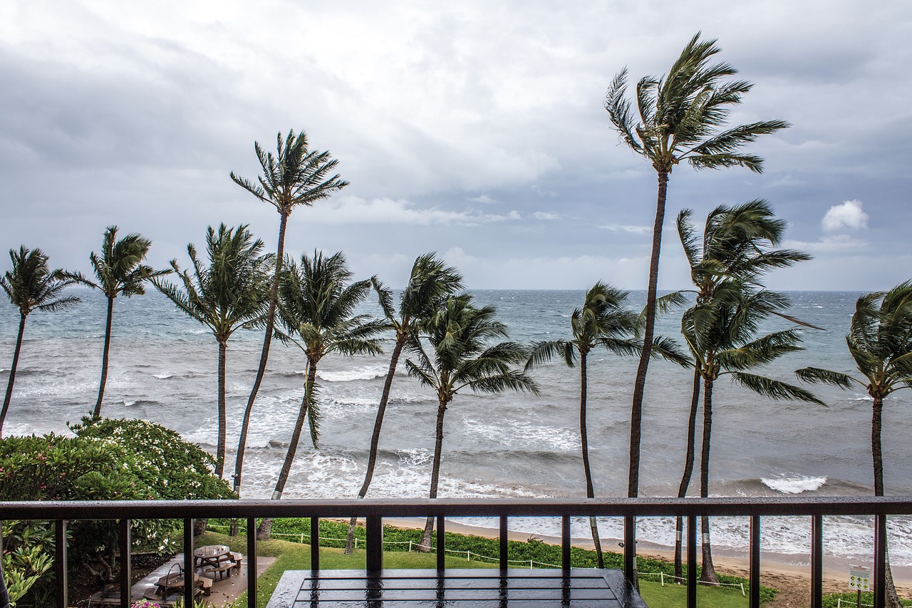 palms tropical storm storm free photo