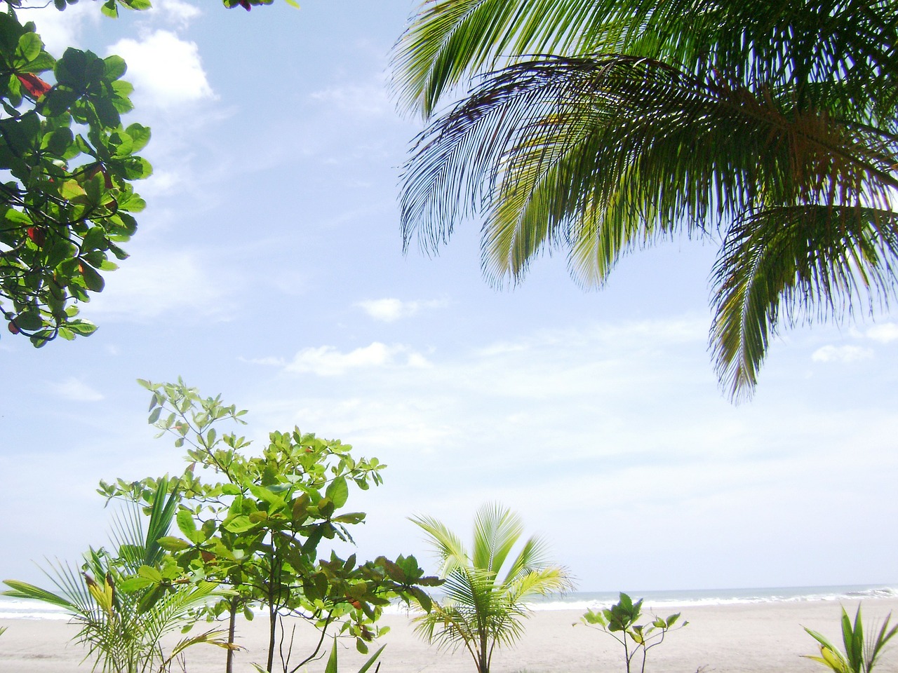 palms sky horizon free photo