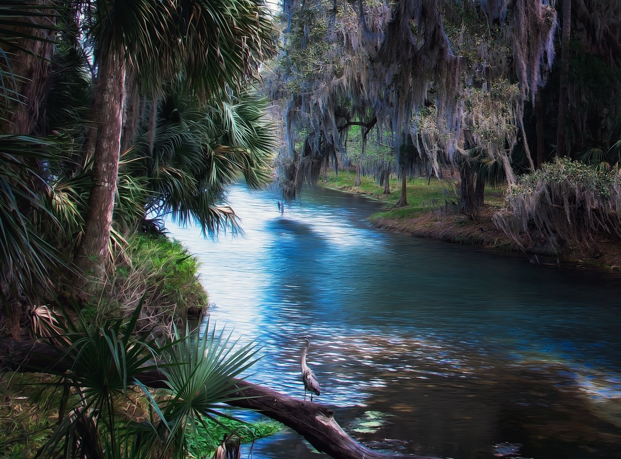 palms florida spring free photo